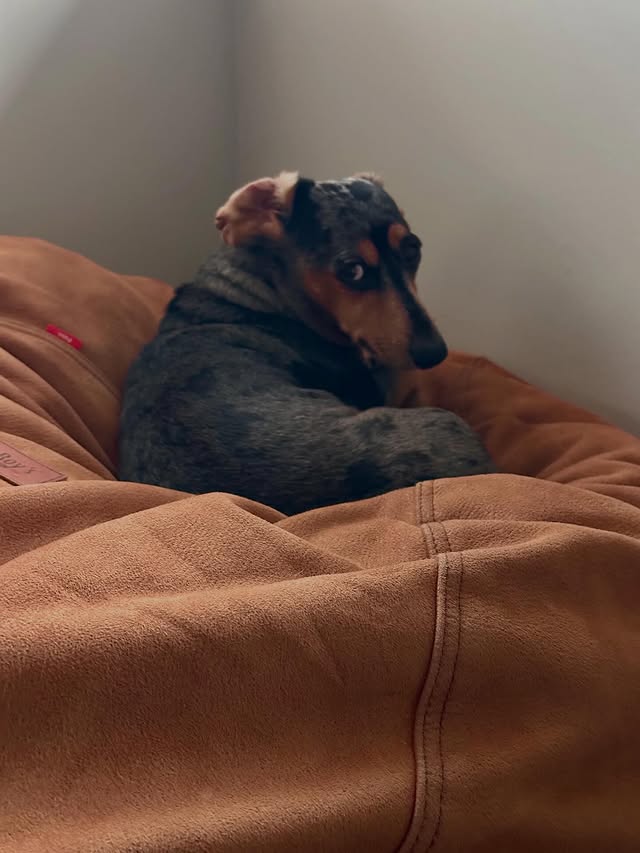 This is Smalls. Apparently I was disturbing his slumber. Also this is obviously not his bed, but there’s almost nothing that he won’t claim as his own…